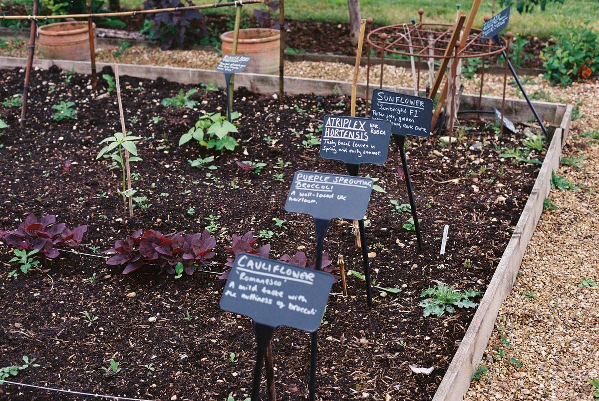 Outdoor garden plant labels embedded in rich soil beside thriving lavender and tomato seedlings, showing durable metal and ceramic options clearly marked with legible, weather-resistant text