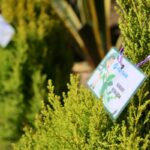 Outdoor Garden Plant Labels: 7 Proven Tips to Avoid Costly Mix-Ups